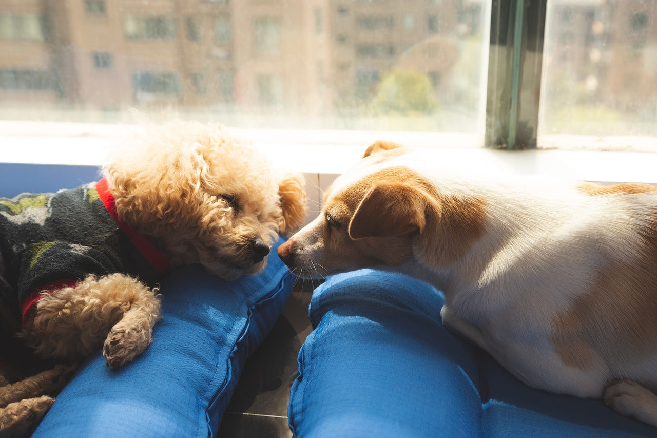 Pet Healing