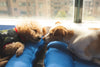 Pet Healing